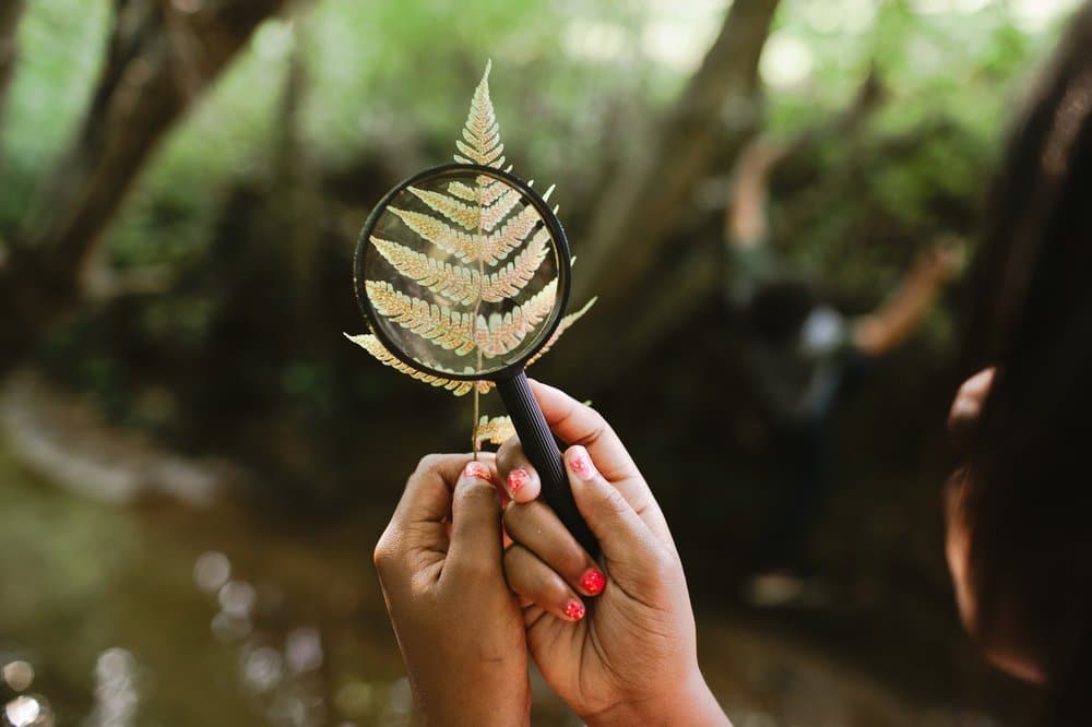 A child holding a magnifying glass to a plant.