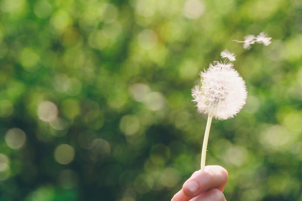 Hand holding a dandelion with seeds blowing away.