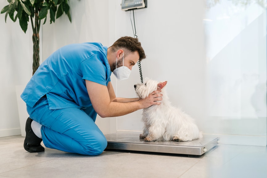 Veterinarian weighing a dog on an electronic scale