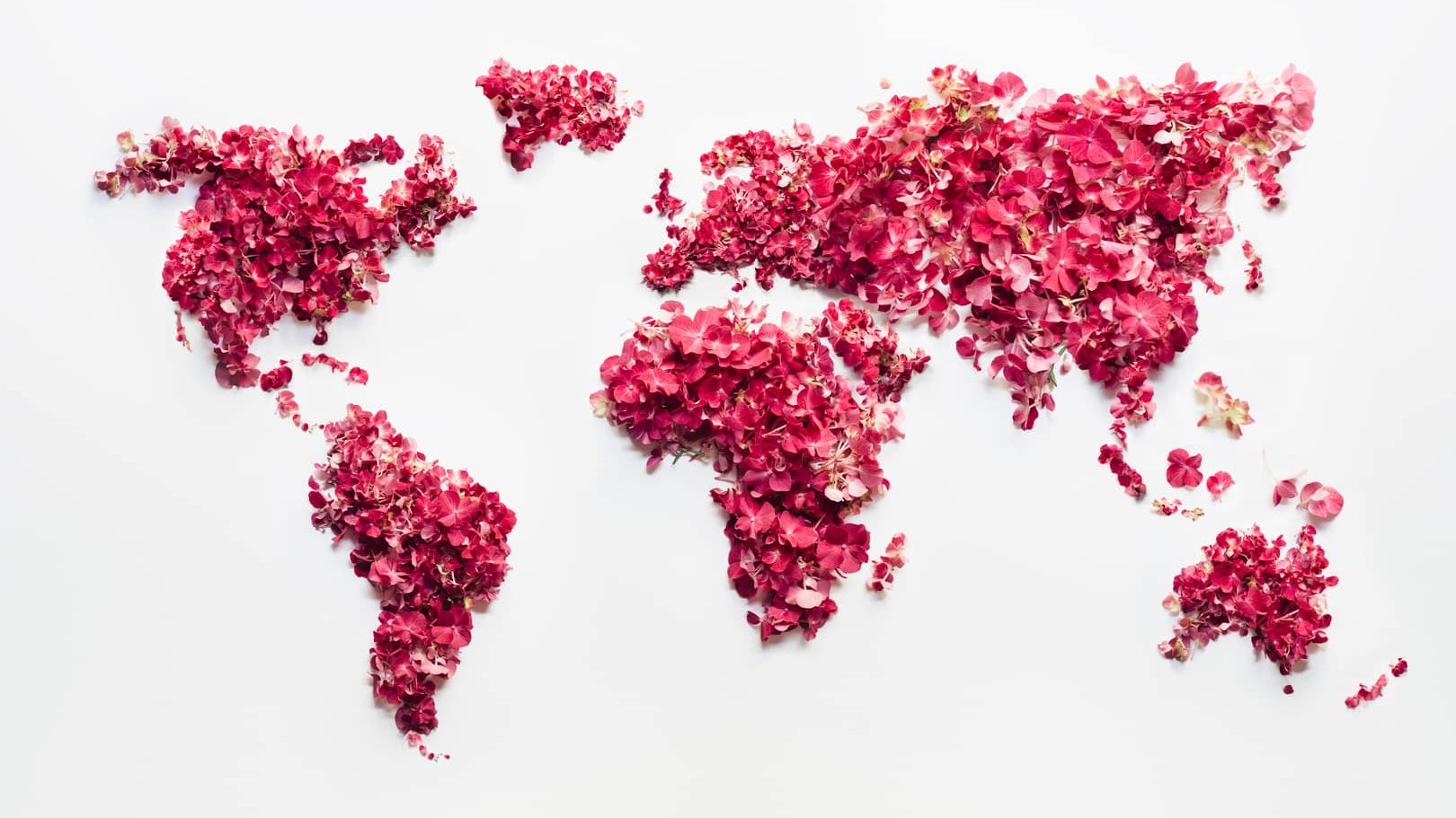 Handmade word map made of pink flowers and flower petals. Continents are quite clear. The whole scene is on white background. White is great for copy space.